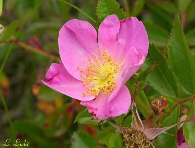Wild Rose  065.jpg