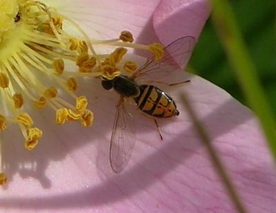 Little Bee 069a.jpg