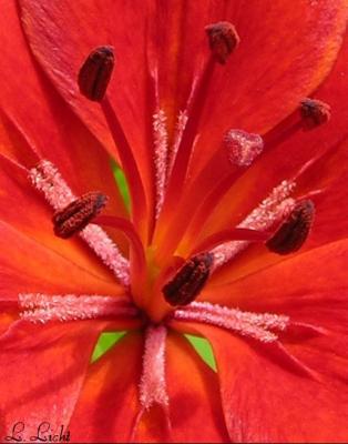 Center of a Lily 018a.jpg