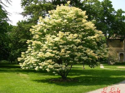 Japanese Lilac  032.jpg