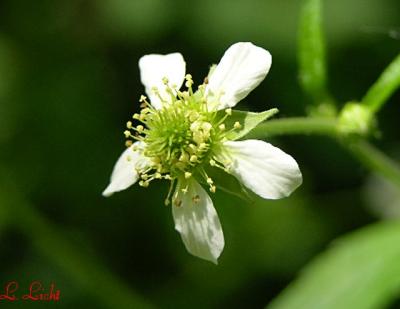 Tiny Posie 010.jpg