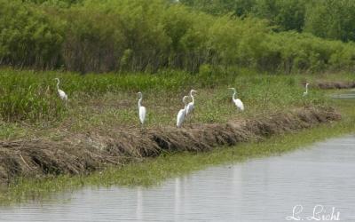 Egrets 104a.jpg