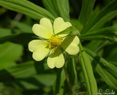 Evening Primrose 112.jpg