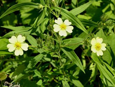 Evening Primrose 113.jpg