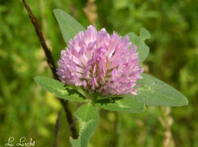 Clover 090.jpg