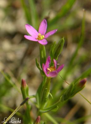 Tiny posies 085.jpg