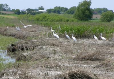 Egrets 120.jpg