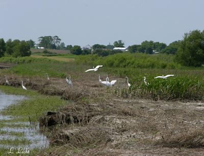 Egrets 123.jpg