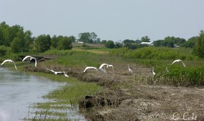 Egrets  122.jpg