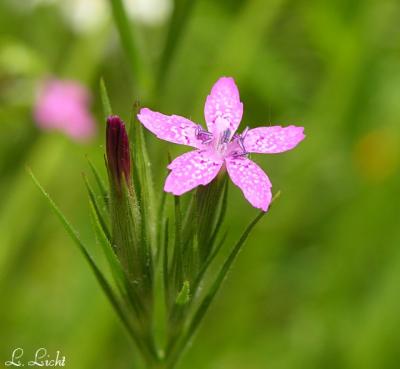 Pretty in Pink169.jpg