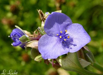 Spiderwort 184.jpg