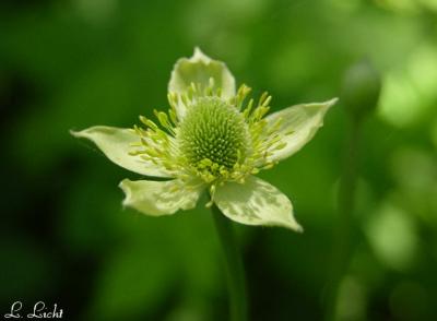 Thimbleweed 018.jpg