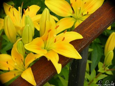 A golden lily 053.jpg