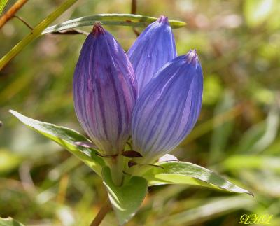 Bottle Gentian 0075.jpg