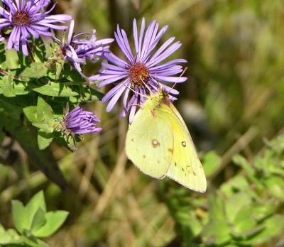Yellow Sulphur 1049.jpg