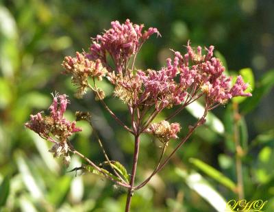 Joe Pye Weed 1387.jpg