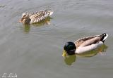 Mallards in Missouri 091.jpg