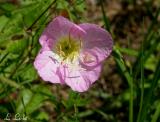 Evening Primrose 104a.jpg