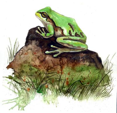 tree-frog-3-05.jpg