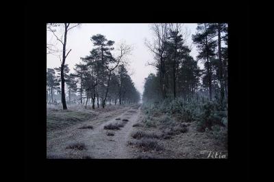 u47/lookheretitia/medium/38680129.0drenthe039.jpg