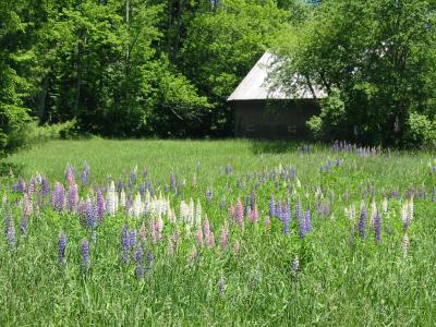 u47/lookoutranch/medium/30239407.IMG_1168.jpg