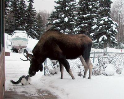moosecat.bmp