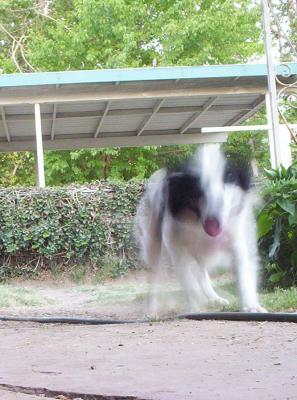 u47/lordbud/medium/30214068.aardvarkdog.jpg