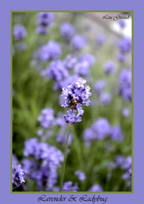 Lavender - June 24-04