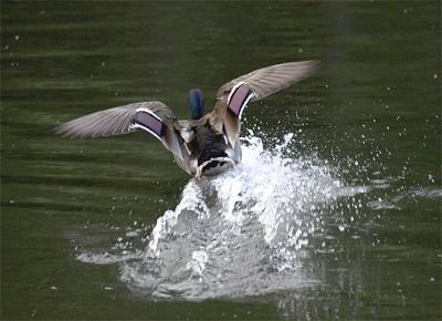 Duck - Landing