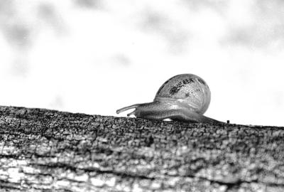 Snails-020604-bw-03.jpg