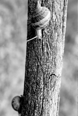 Snails-020604-bw-05.jpg