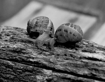 Snails-020604-bw-12b.jpg