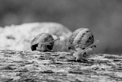 Snails-020604-bw-22.jpg