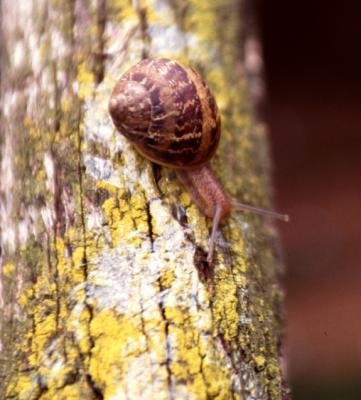 Snails-020604-c-01.jpg