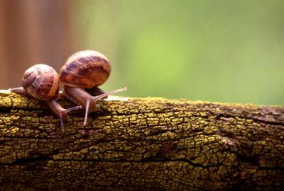 Lumache - Snails