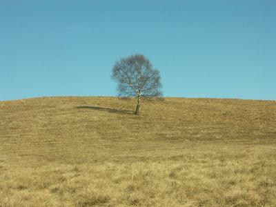 Lone tree