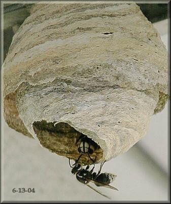 6-13-04- hornets  nest