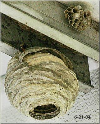 6-21-04  nest