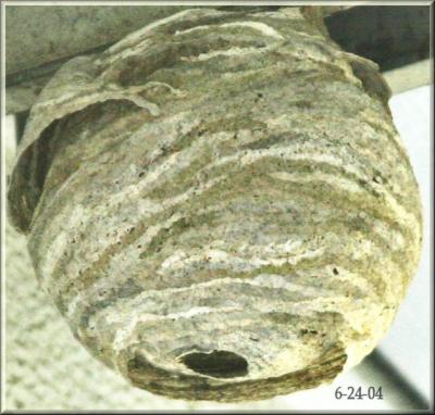 6-24-04-  nest