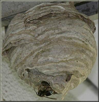 6-29-04-  nest
