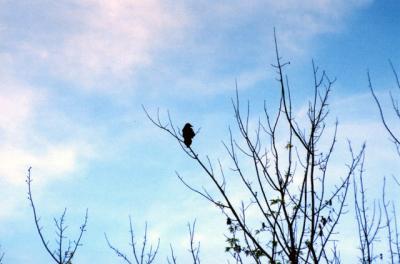 Crow front yard 5-17-04