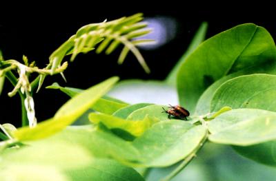 Bug love 6-26-04