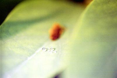 Leaf hopper stuff 6-26-04