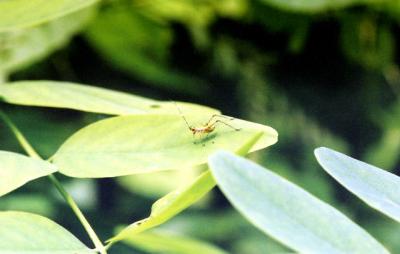 Leaf hopper 6-26-04