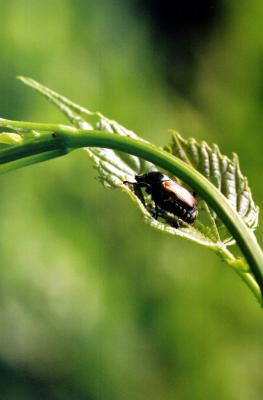 June bug on leaf 6-26-04