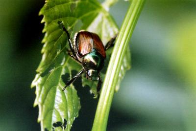 June bug 6-26-04