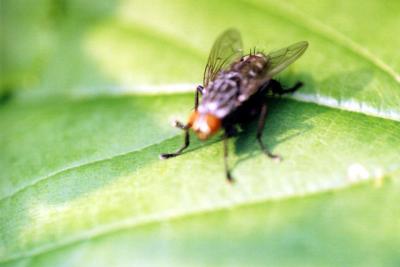 Fly hairy butt 6-26-04
