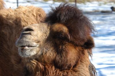 NatZoo0010.jpg