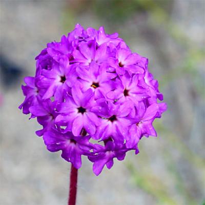 u47/lxg/medium/40044128.Desert_Gardens_4006C.jpg