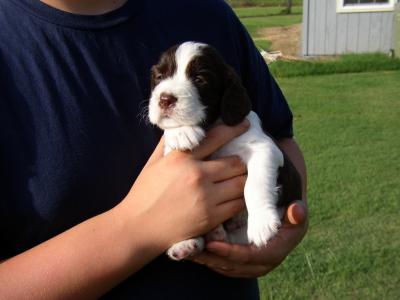 5 weeks old